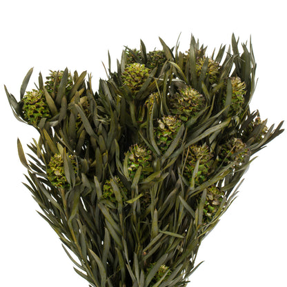 Vickerman 12" Green Salignum Female 7 oz Bundle Preserved