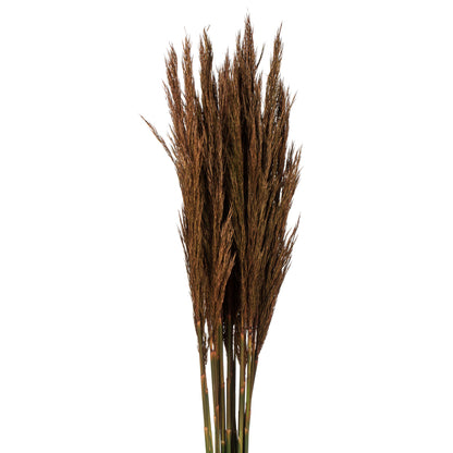 Vickerman 36"  Brown Plume Reed Bundle (15-20 stems) Preserved