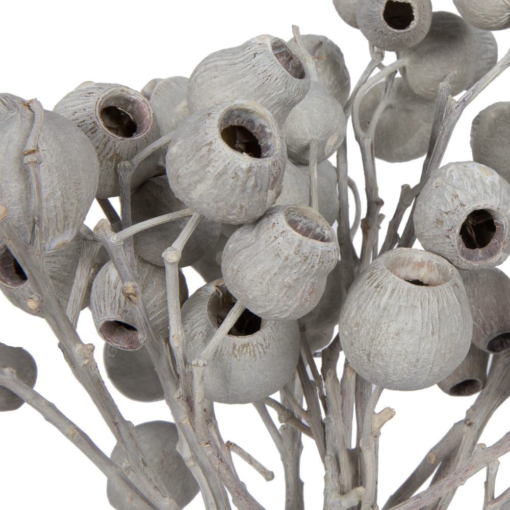 Vickerman Natural Botanicals 11" x 4" Bellgum Branch 5-7 Bells Ivory Frosted 10 stems per unit