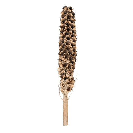 Vickerman 50 - 60" Natural Giant Seed Pod - Whole