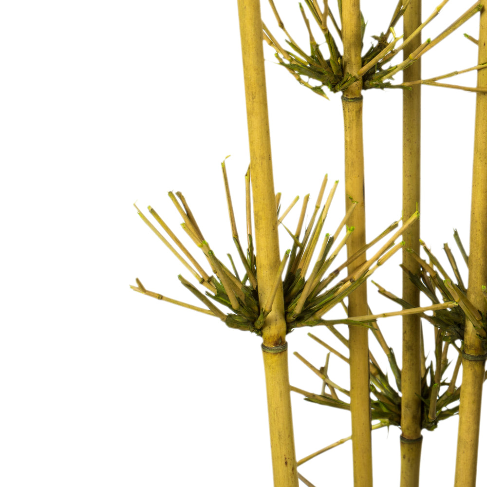 Vickerman 36-40" Basil Star Bamboo Reed 7 stems Dried