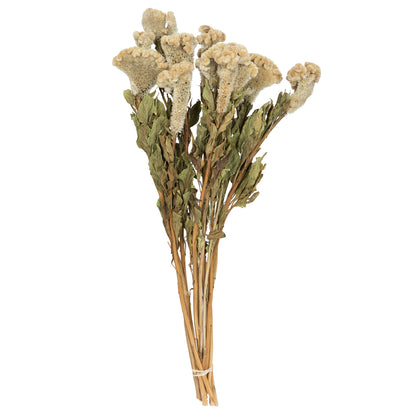 Vickerman Natural Botanicals 18-24" Cream Dried Celosia Coxcomb 4 oz. Bunch