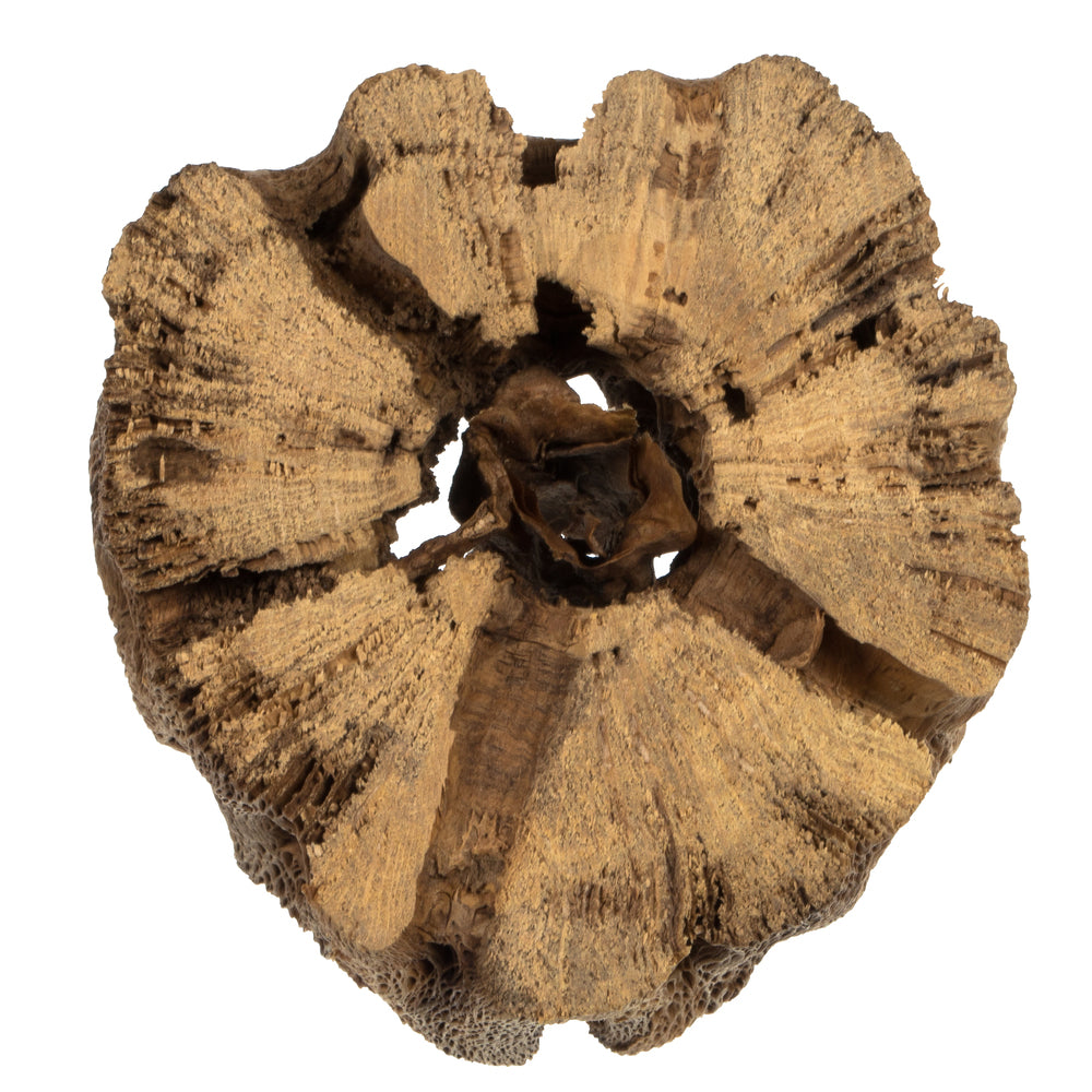 Vickerman 4 -18" Assorted Cholla Odds & Ends bulk case. Dried