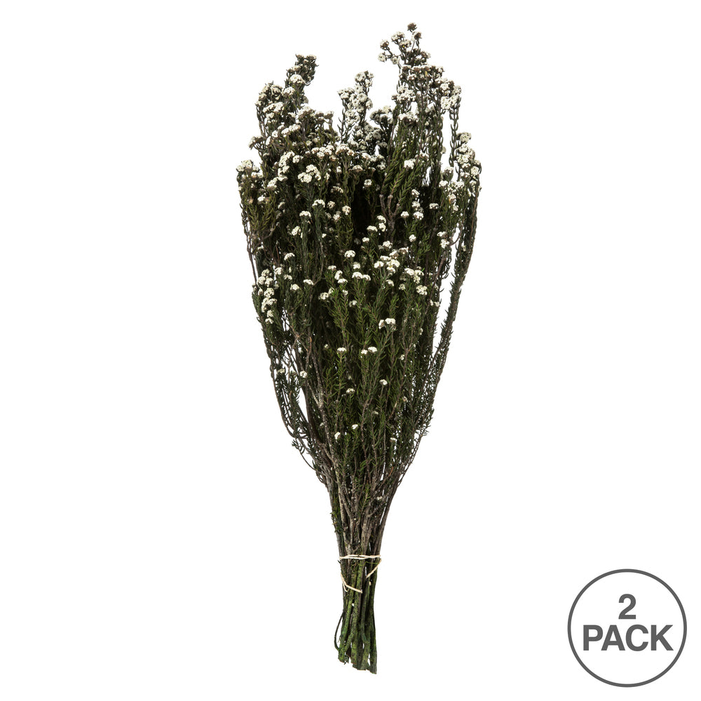 Vickerman 12-22" Natural White Phylica Bundle. Includes 10 oz (2 -5oz Bundles) Preserved