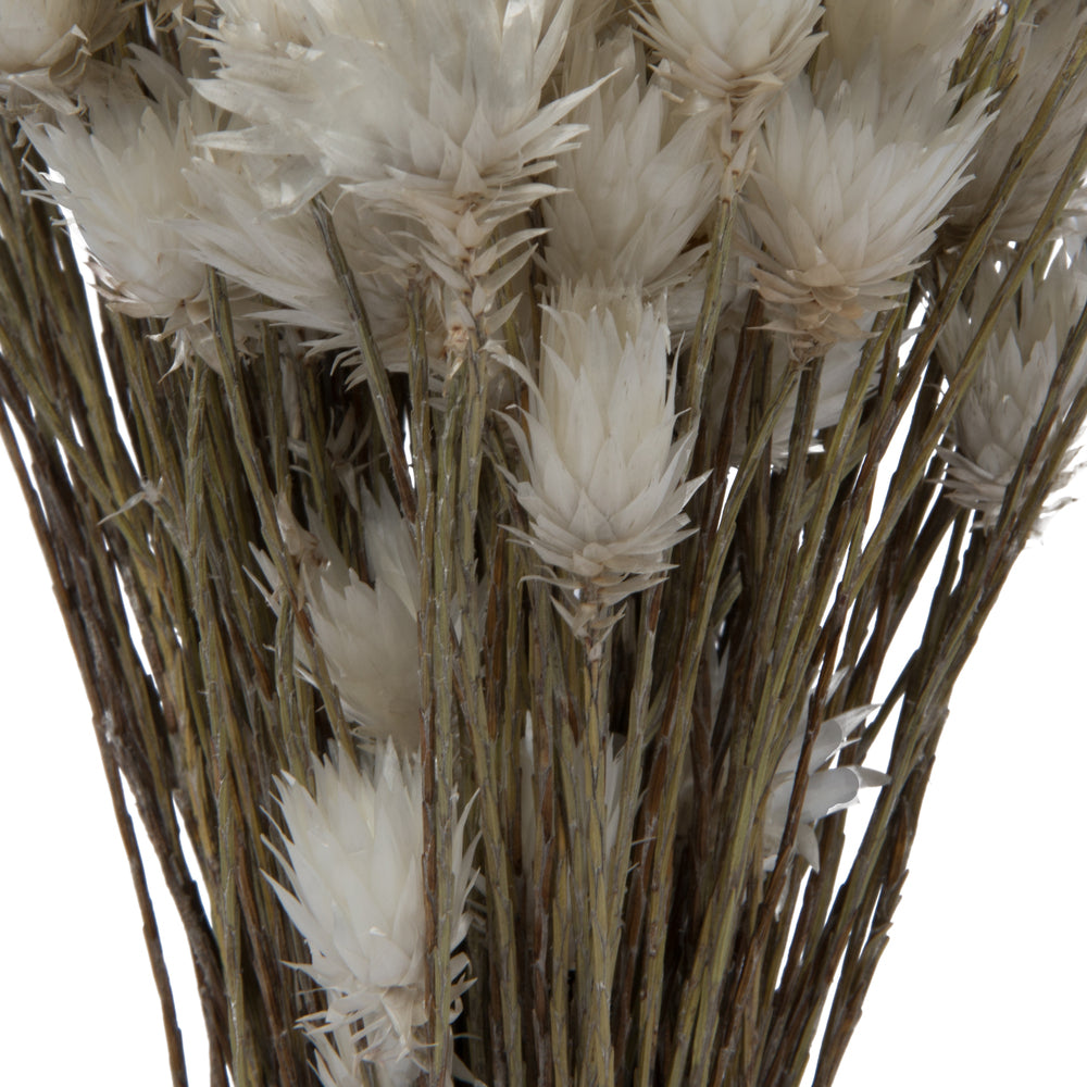 Vickerman Natural Botanicals 14" x 5" Everlasting Shiny White (hammer) 60 grams per unit