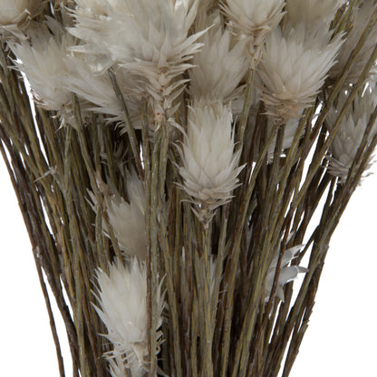 Vickerman Natural Botanicals 14" x 5" Everlasting Shiny White (hammer) 60 grams per unit