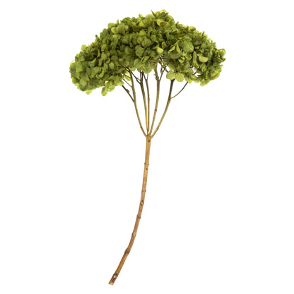 Vickerman 15" Basil Hydrangea with Multiple Branch Segments. Preserved