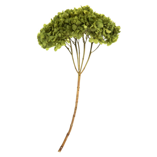 Vickerman 15" Basil Hydrangea with Multiple Branch Segments. Preserved
