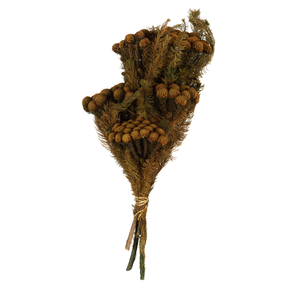 Vickerman 12-16" Autumn Brunia 4 oz Preserved