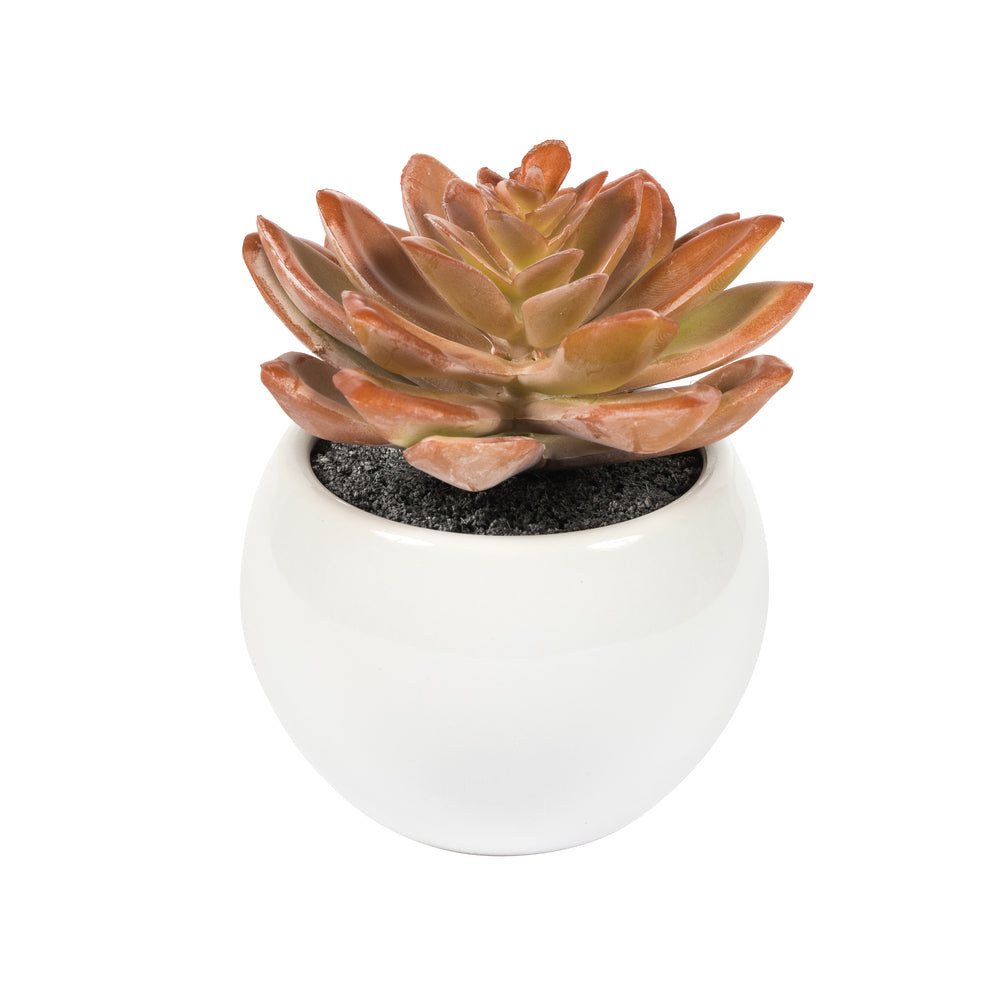 Vickerman 5" Artificial Assorted Potted Succulents.