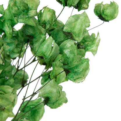 Vickerman 13.5-17" Green Dried Cara Blossom Bundle Preserved.