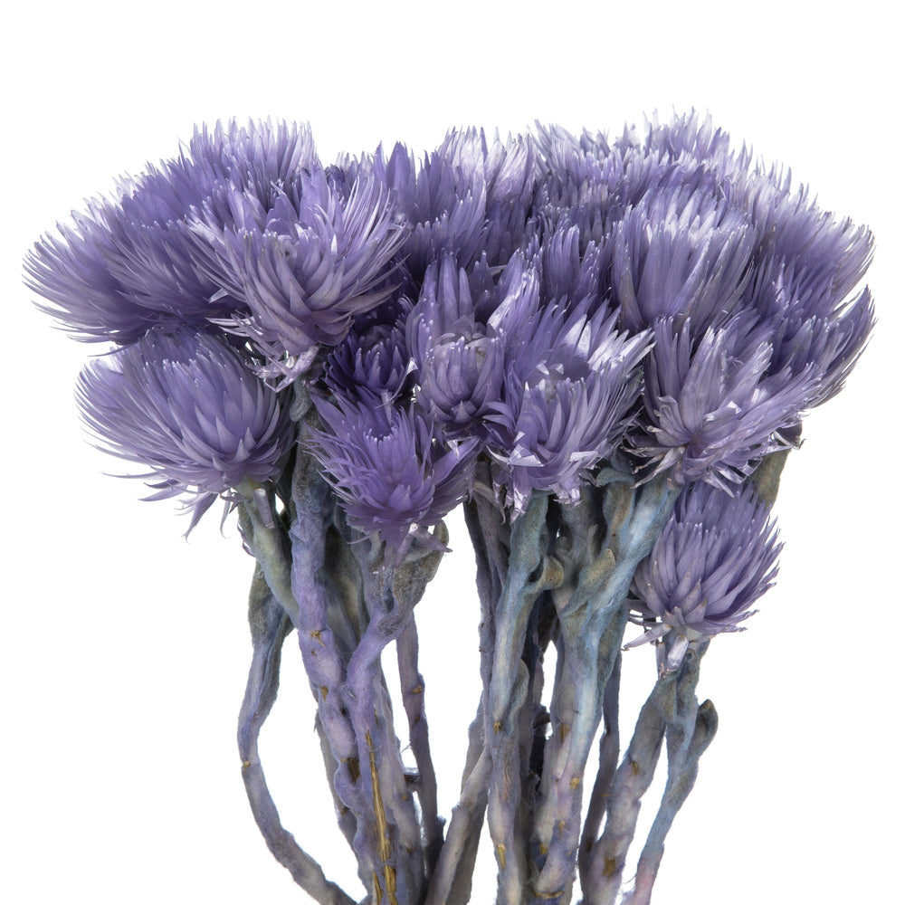 Vickerman 13-14" Light Purple Everlasting Flowers approximately 23 blooms Dried