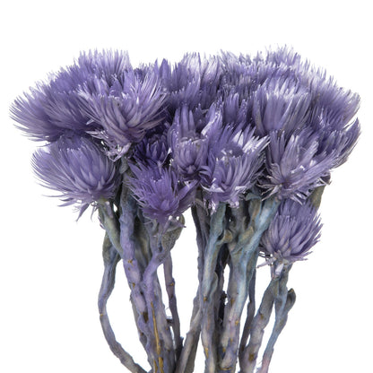 Vickerman 13-14" Light Purple Everlasting Flowers approximately 23 blooms Dried