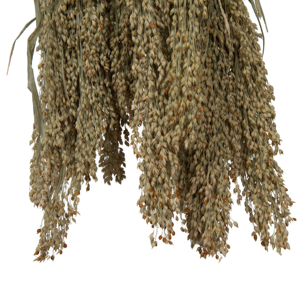 Vickerman Natural Botanicals 22-26" Natural Dried Panicum 4 oz. Bunch.