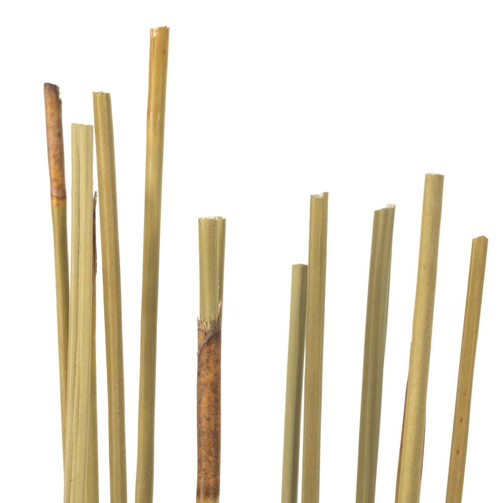 Vickerman 40" Natural Elephant Reed 10 oz Bundle Dried