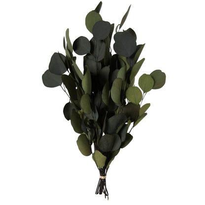 Vickerman Natural Botanicals 18-20" x 8" Eucalyptus Populus Green 100 grams per unit