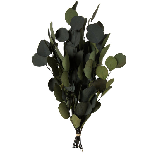 Vickerman Natural Botanicals 18-20" x 8" Eucalyptus Populus Green 100 grams per unit
