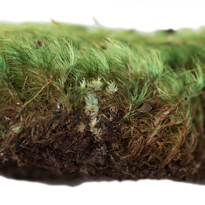 Vickerman Premium Green Mood Moss Preserved