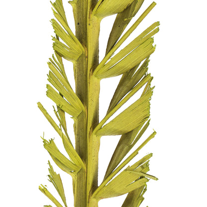 Vickerman 36-38" Basil Coco Palm  Thin Spine Basil 6 STEM BU (CPD-10) Dried
