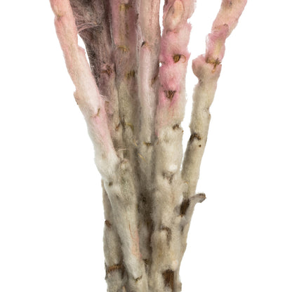 Vickerman 13-14" Light Pink Everlasting Flowers approximately 23 blooms Dried