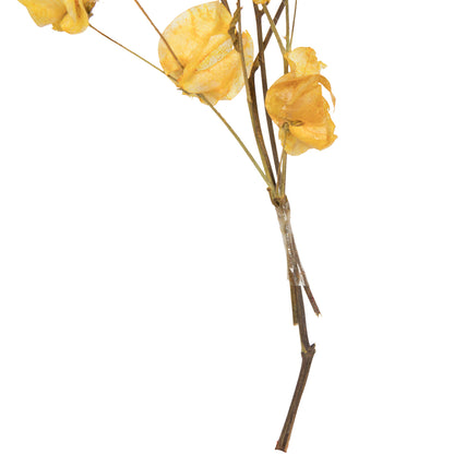 Vickerman 13.5-17" Aspen Gold Dried Cara Blossom Bundle Preserved.