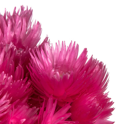 Vickerman 13-14" Bright Pink Everlasting Flowers approximately 23 blooms Dried