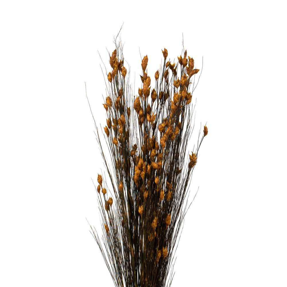 Vickerman 36-40" Aspen Gold Bell Grass with Seed Pods 8-9 oz Bundle Preserved