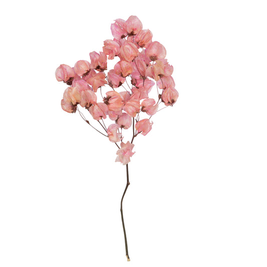 Vickerman 13.5-17" Pink Dried Cara Blossom Bundle Preserved.