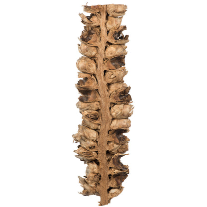 Vickerman 26-28" Natural Giant Seed Pod - Half