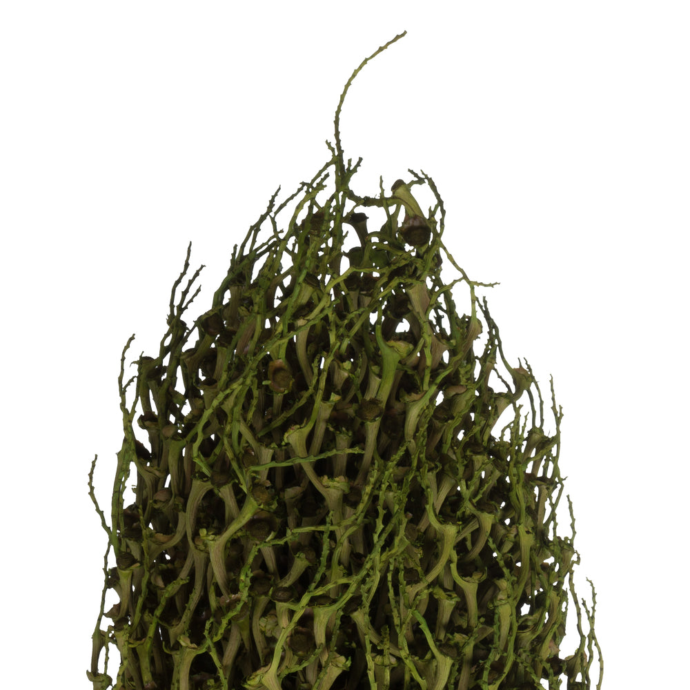 Vickerman 22 x 7" avg Foliage Green Olympia Seed Pod 1 piece Dried