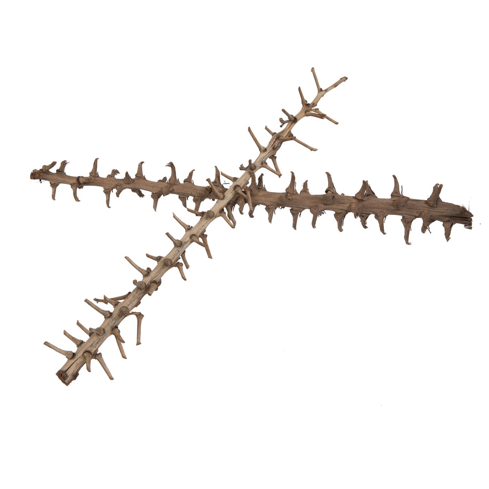 Vickerman Natural Botanicals 32" Coco Exotica Natural 2   pieces per Pack.