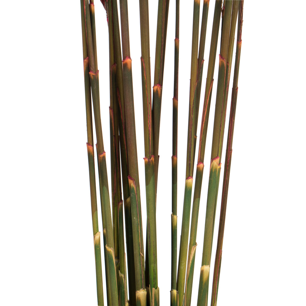 Vickerman 36" Merlot Plume Reed Bundle (15-20 stems) Preserved