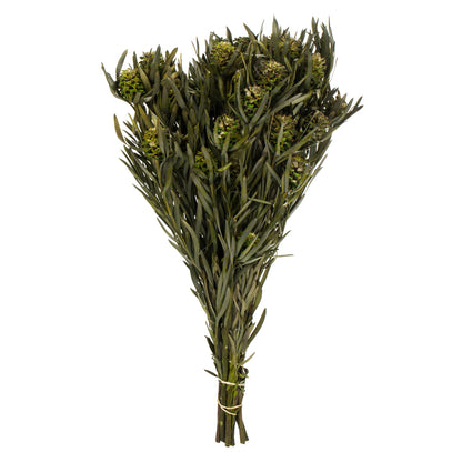 Vickerman 12" Green Salignum Female 7 oz Bundle Preserved