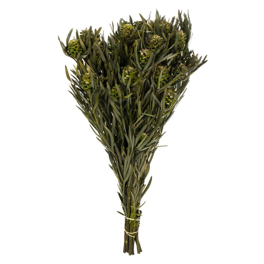 Vickerman 12" Green Salignum Female 7 oz Bundle Preserved