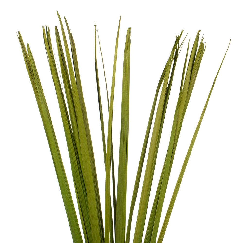 Vickerman 36-40" Basil Sable Grass  7 oz Bundle Dried