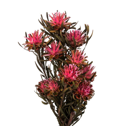 Vickerman 8-20" Pink Punch Plumosum Female 8 flower heads per bundle Preserved