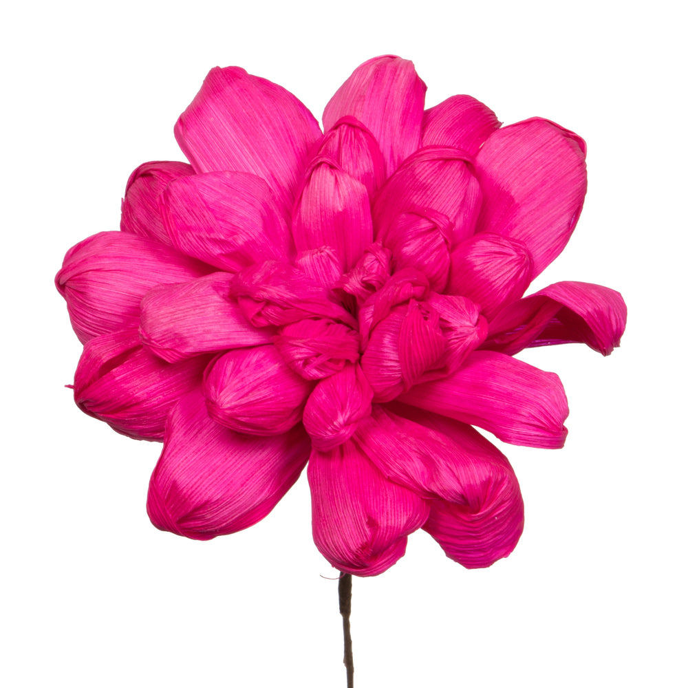 Vickerman Natural Botanicals 6" Raspberry Maize Dahlia. 6 stem/bag. Dried and preserved.