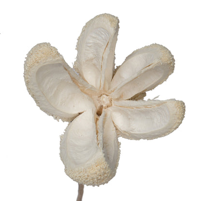Vickerman Natural Botanicals 20" Bullet Flower Bleached on Stem. Includes 50 Stems per pack.