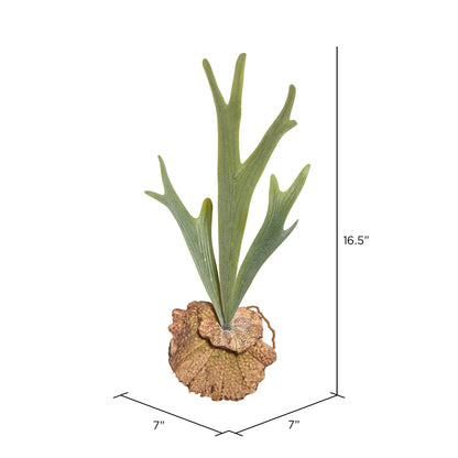 Vickerman 16.5" Artificial Green Staghorn Fern.