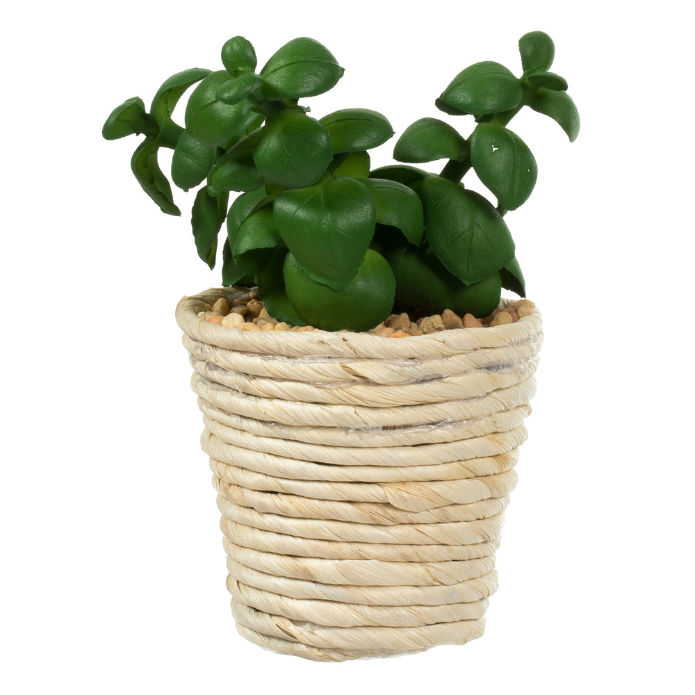 Vickerman 5" and 6" Artificial Assorted Potted Succulents.