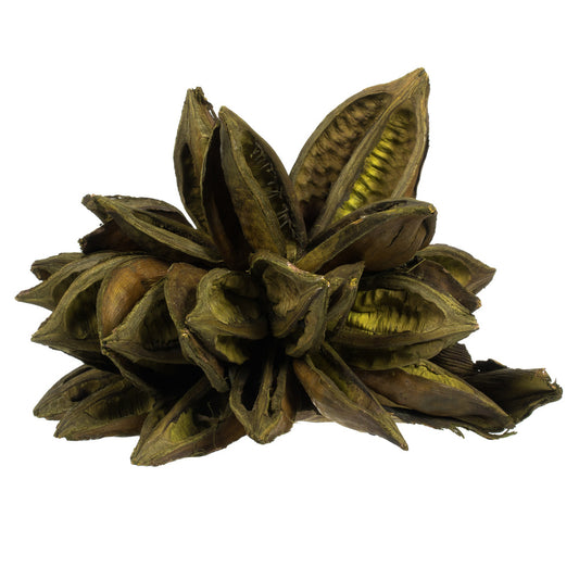 Vickerman 6" Basil Star Pod 1 piece Dried