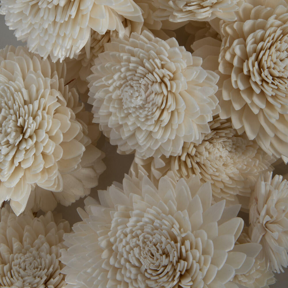 Vickerman Natural Botanicals 1.6"/2.4"/3.2" Assorted Natural Dried Zinnia Sola Flower Head 24/bag.