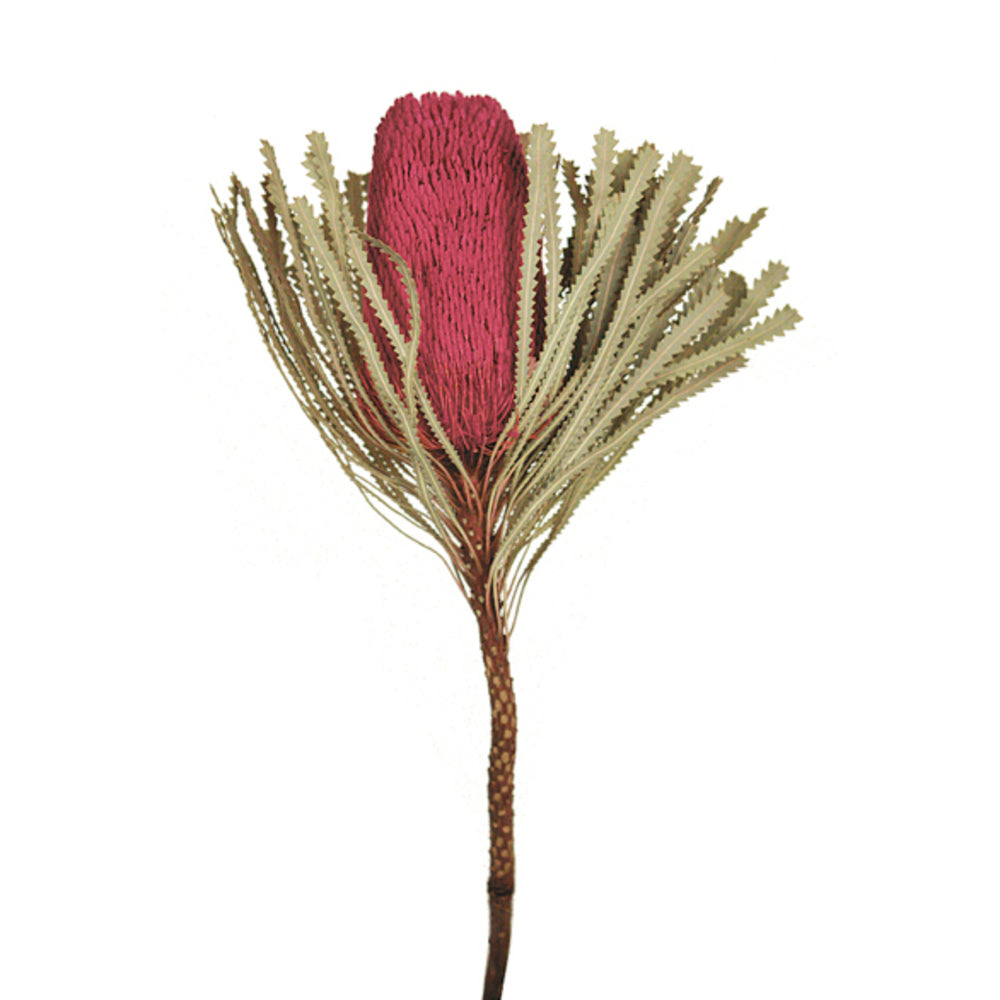Vickerman 12" Jumbo Erica Pink Banksia Flower with Stem. Includes 3 Stems per Pack. Dried
