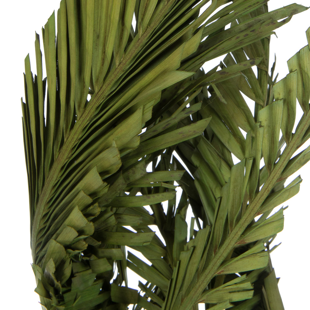 Vickerman 40-48" Foliage Green Coco Palms - Twisted 6 stems Dried