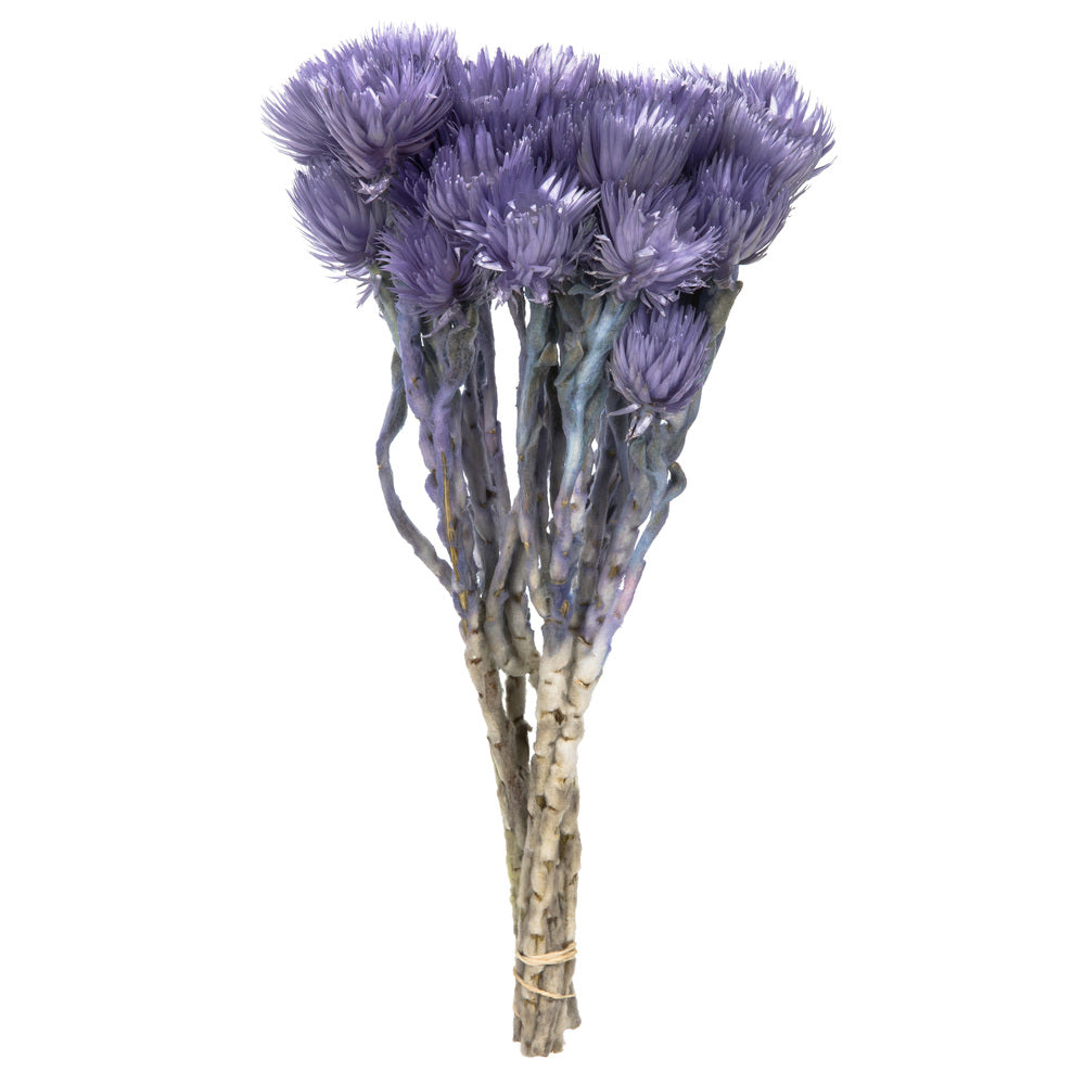 Vickerman 13-14" Light Purple Everlasting Flowers approximately 23 blooms Dried