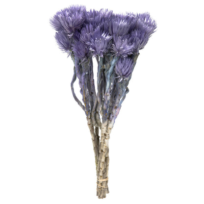Vickerman 13-14" Light Purple Everlasting Flowers approximately 23 blooms Dried