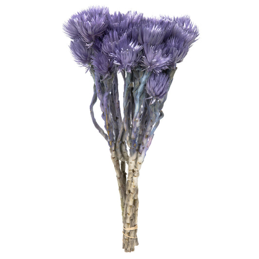 Vickerman 13-14" Light Purple Everlasting Flowers approximately 23 blooms Dried