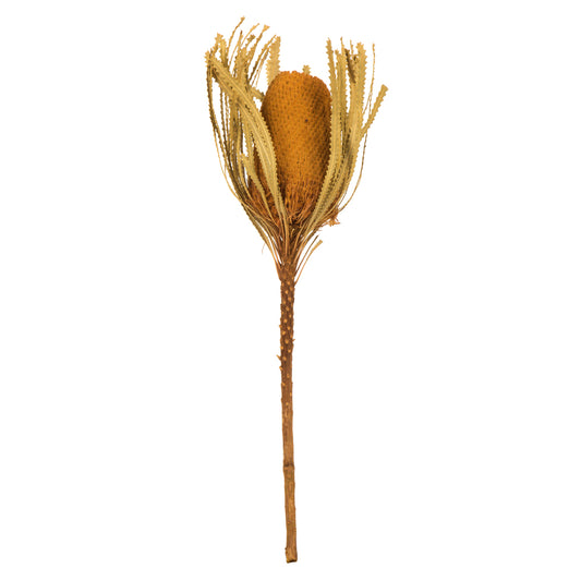 Vickerman 12" Jumbo Aspen Gold Banksia Flower with Dyed Foliage. Includes 3 Stems per Pack. Dried
