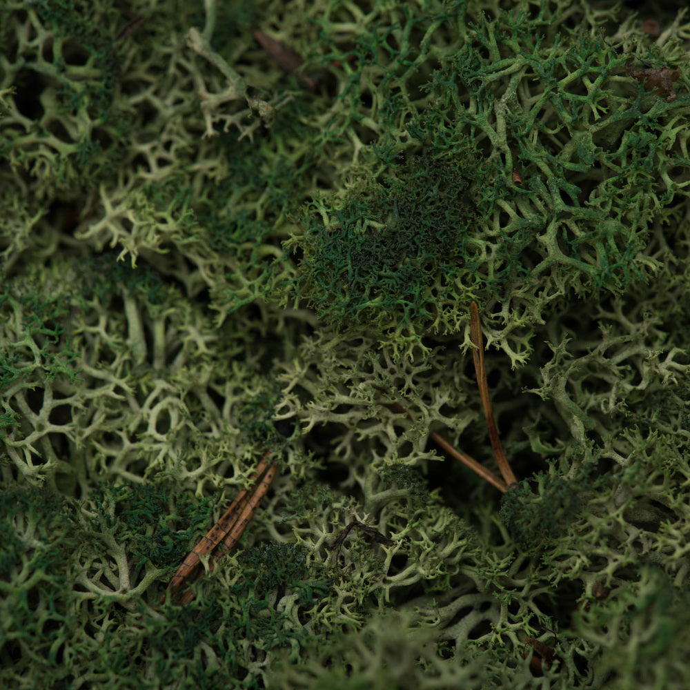 Vickerman Box Grass Green Moss Reindeer- 9 lb bulk Preserved