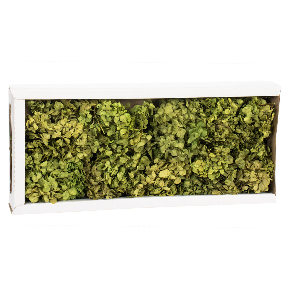 Vickerman 10 x 3 x 21" tray Basil Hydrangea Pieces. Tray multi stem Preserved
